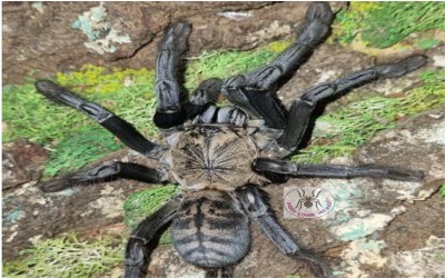 OMOTHYMUS SP SUMATRAN TIGER POSSIBLY FEMALE TARANTULA